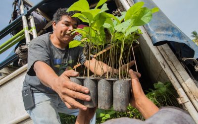 schultech kooperiert mit OneTreePlanted